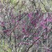 Mexican Redbud - Photo (c) William Herron, some rights reserved (CC BY-SA)