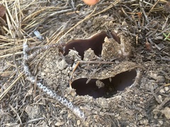 Sarcosphaera coronaria