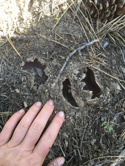 Sarcosphaera coronaria