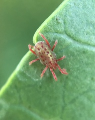 Balaustium