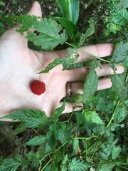 Rubus probus