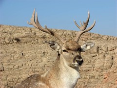Dama mesopotamica