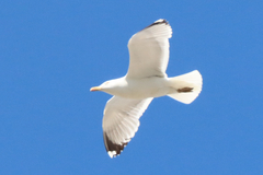 Larus michahellis