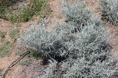 Tetradymia comosa