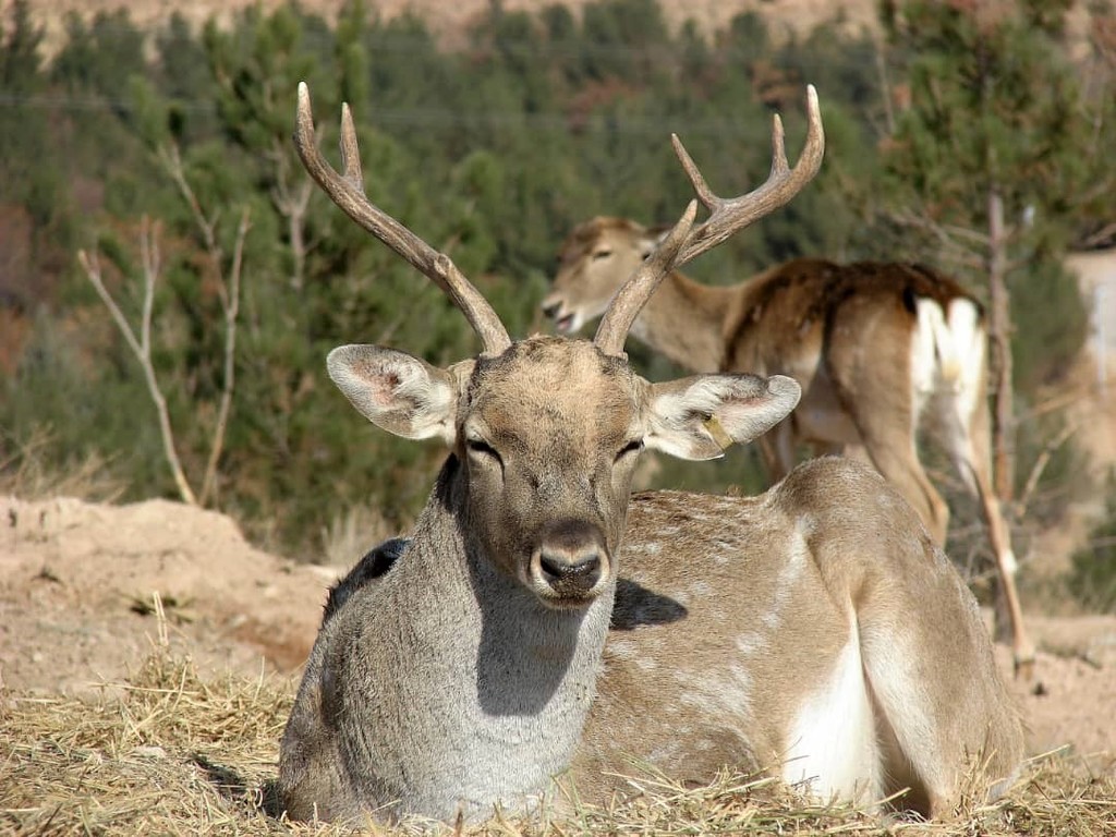 Persian Fallow Deer