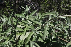Salvia apiana × mellifera