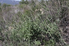 Salvia apiana × mellifera