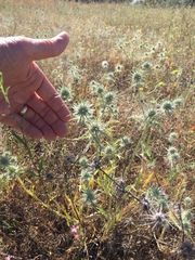 Eryngium aristulatum