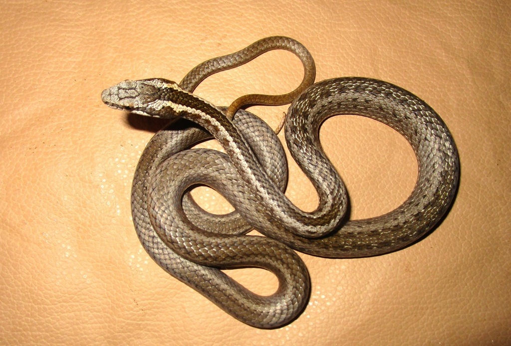 Santa Cruz Racer (Pseudalsophis dorsalis) - Snakes and Lizards