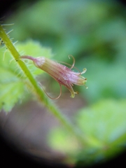 Tolmiea diplomenziesii
