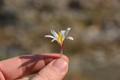 Colchicum kesselringii