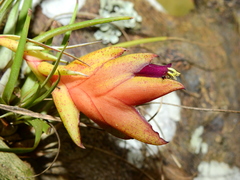 Tillandsia kegeliana