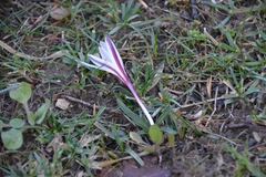 Colchicum kesselringii