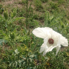 Argemone platyceras
