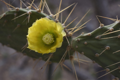 Opuntia caracassana