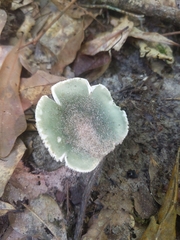Russula subgraminicolor