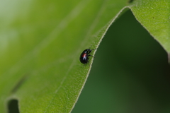 Synolabus bipustulatus