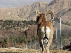Ovis vignei