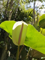 Anthurium andraeanum
