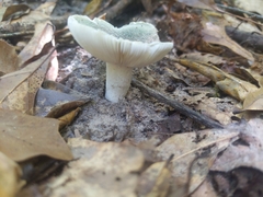 Russula subgraminicolor