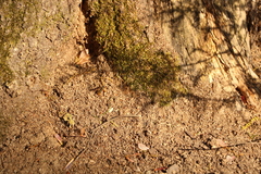 Somula mississippiensis