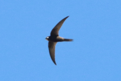 Apus pallidus