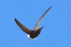 Apus pallidus