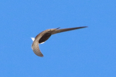 Apus pallidus