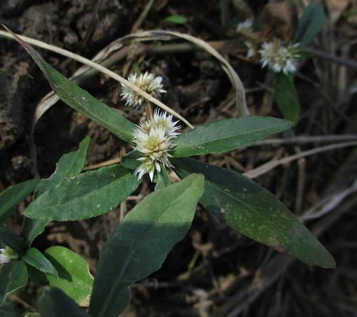 Alternanthera sessilis image