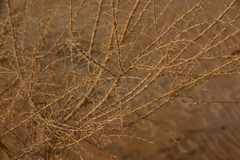 Halimodendron halodendron