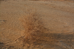 Halimodendron halodendron