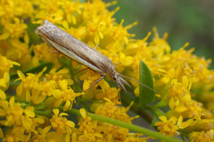 Crambus praefectellus