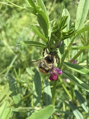 Bombus mixtus