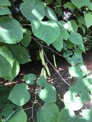 Cercis canadensis