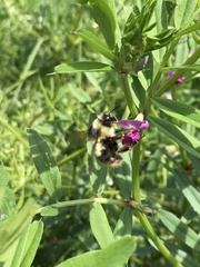 Bombus mixtus