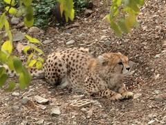 Cheetah photo 4