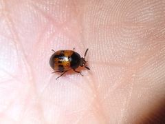 Diaperis nigronotata