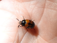 Diaperis nigronotata