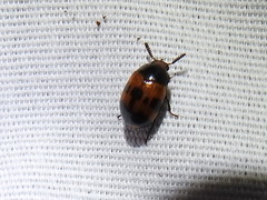 Diaperis nigronotata