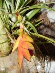 Tillandsia kegeliana