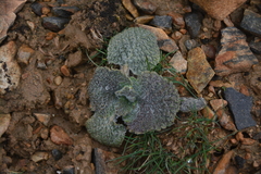 Nepeta olgae