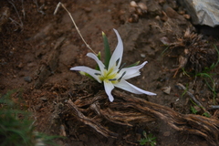 Colchicum robustum