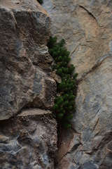 Pseudosedum longidentatum