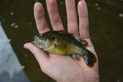 Lepomis cyanellus
