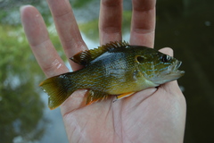 Lepomis cyanellus