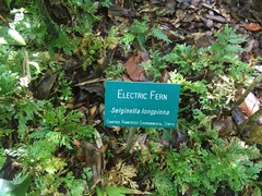 Selaginella longipinna