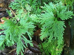Selaginella longipinna