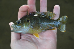 Lepomis cyanellus