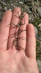 Taraxacum turcomanicum