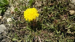 Taraxacum turcomanicum